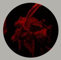 richard-healy-antibodies-1